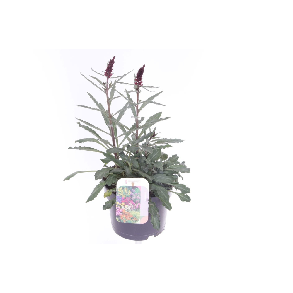 Lysimachia atropurpurea Beaujolais.