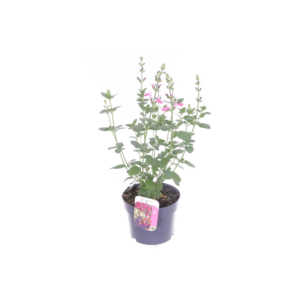 Salvia microphylla Salvinio Pink.