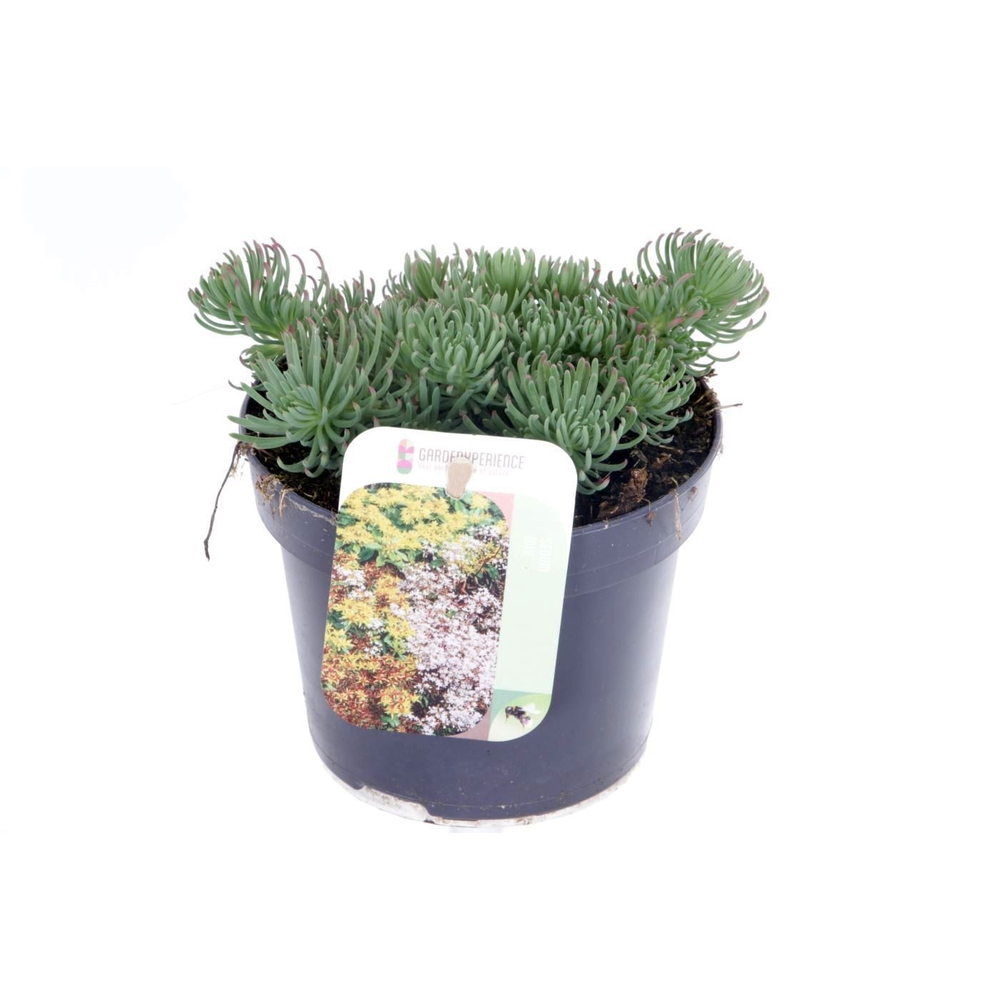 Sedum forsterianum Oracle.