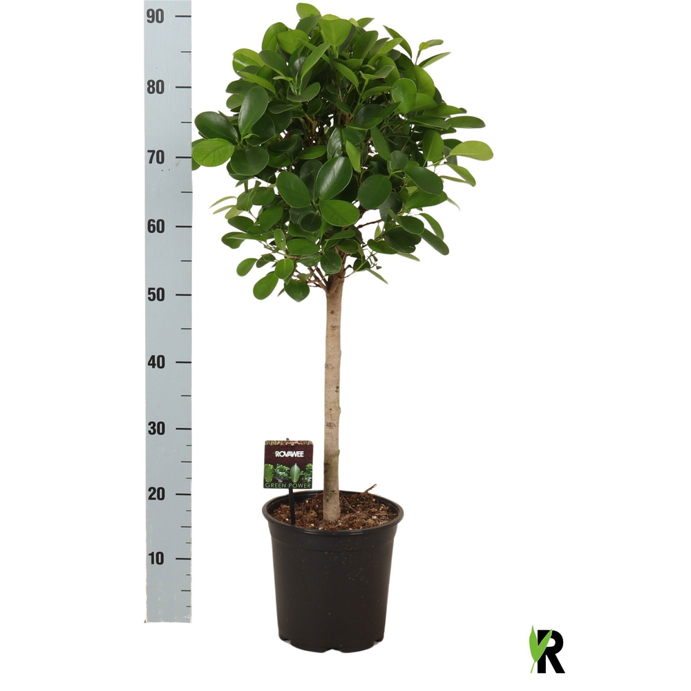 Ficus micr. Moclame bol op stam.