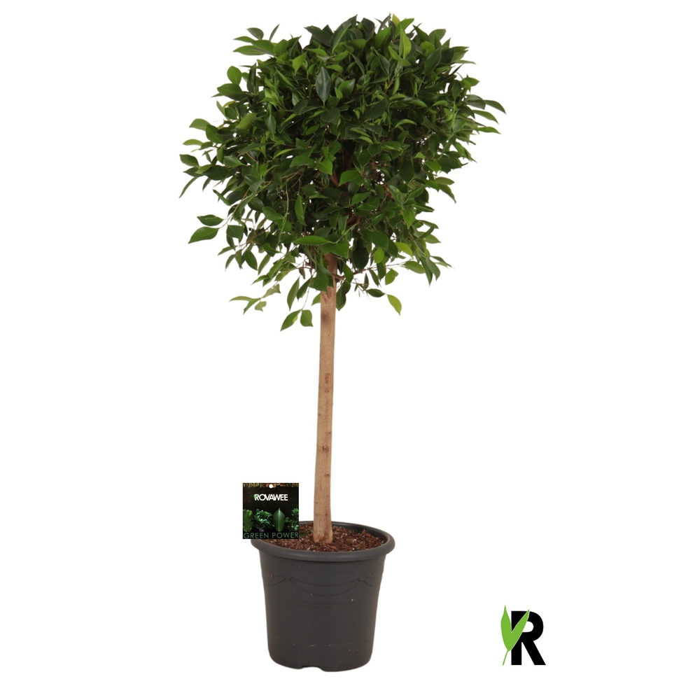 Ficus micr. Nitida op stam.