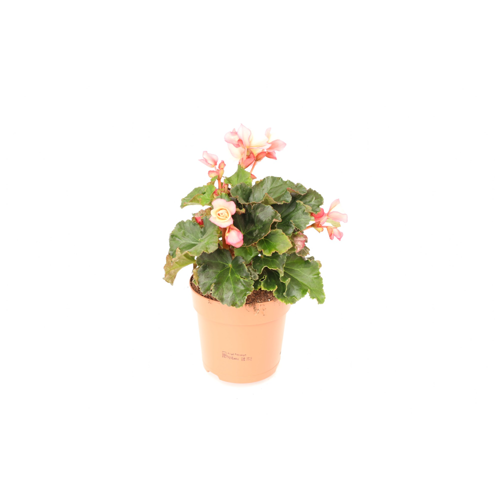 Begonia 'Glory Garden' Pink Shades.