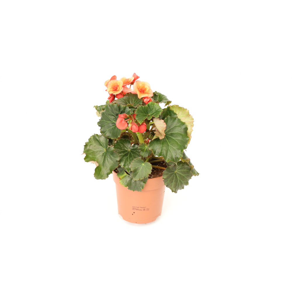 Begonia 'Glory Garden' Orange.