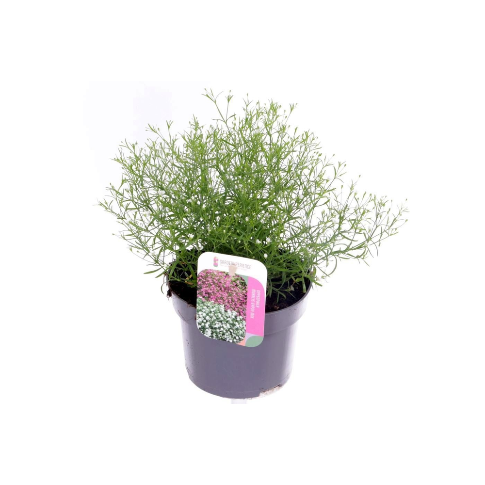 Gypsophila muralis Gypsy White.