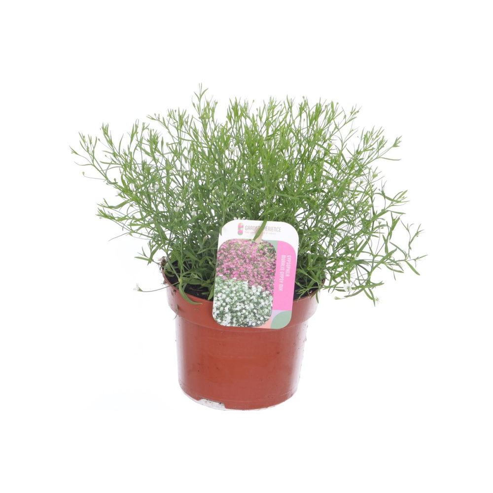 Gypsophila muralis Gypsy White.