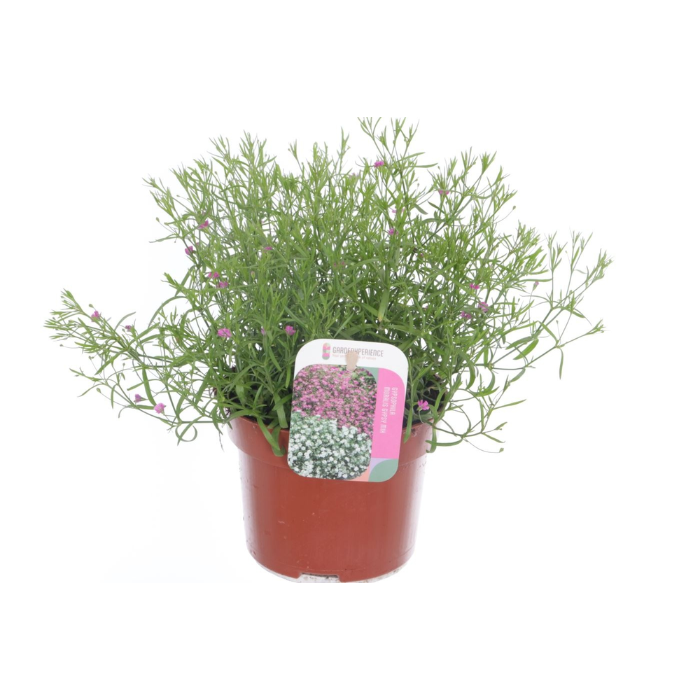 Gypsophila muralis Gypsy Pink.