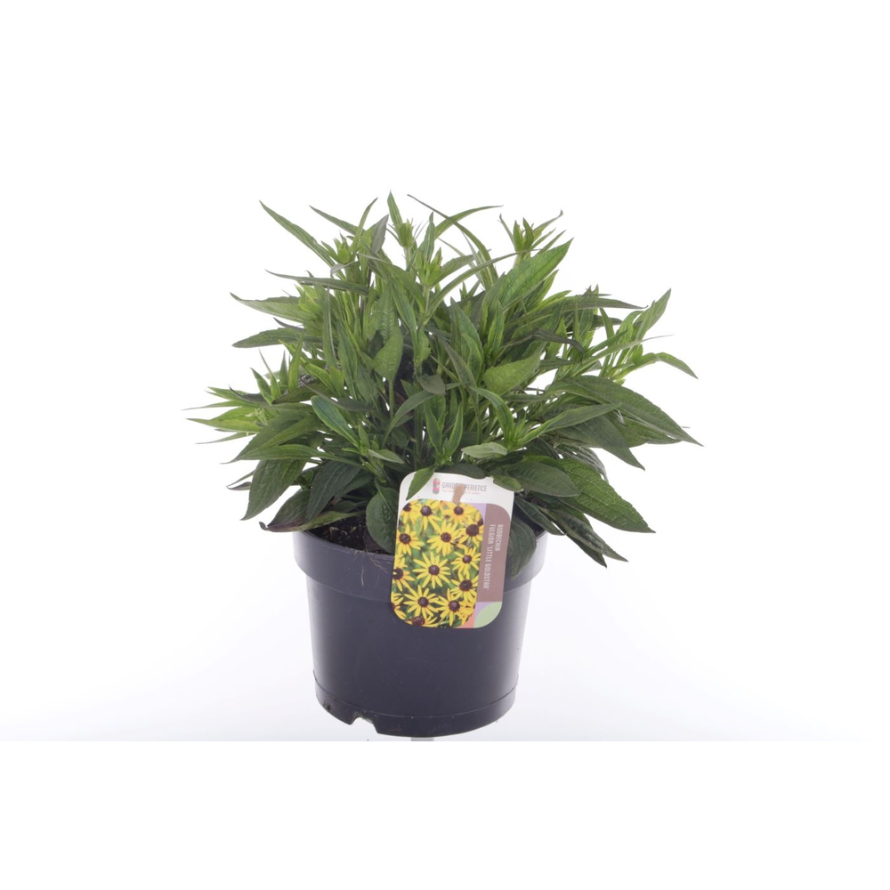 Rudbeckia fulgida Sun Ka Ching.