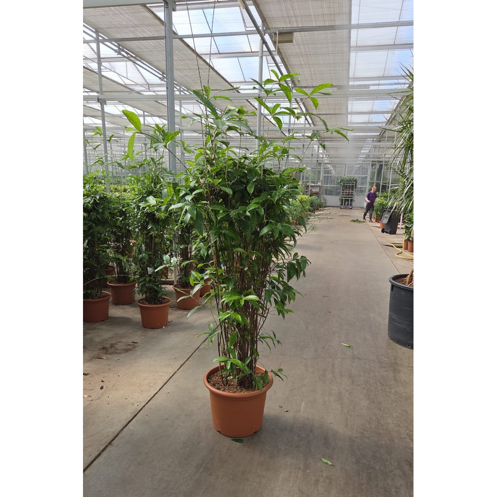 Dracaena Surculosa.