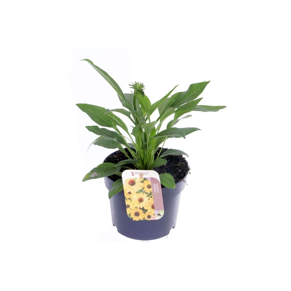 Echinacea purp. Sombrero Yellow.