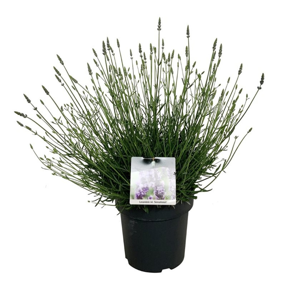 Lavandula int. Sensational!.