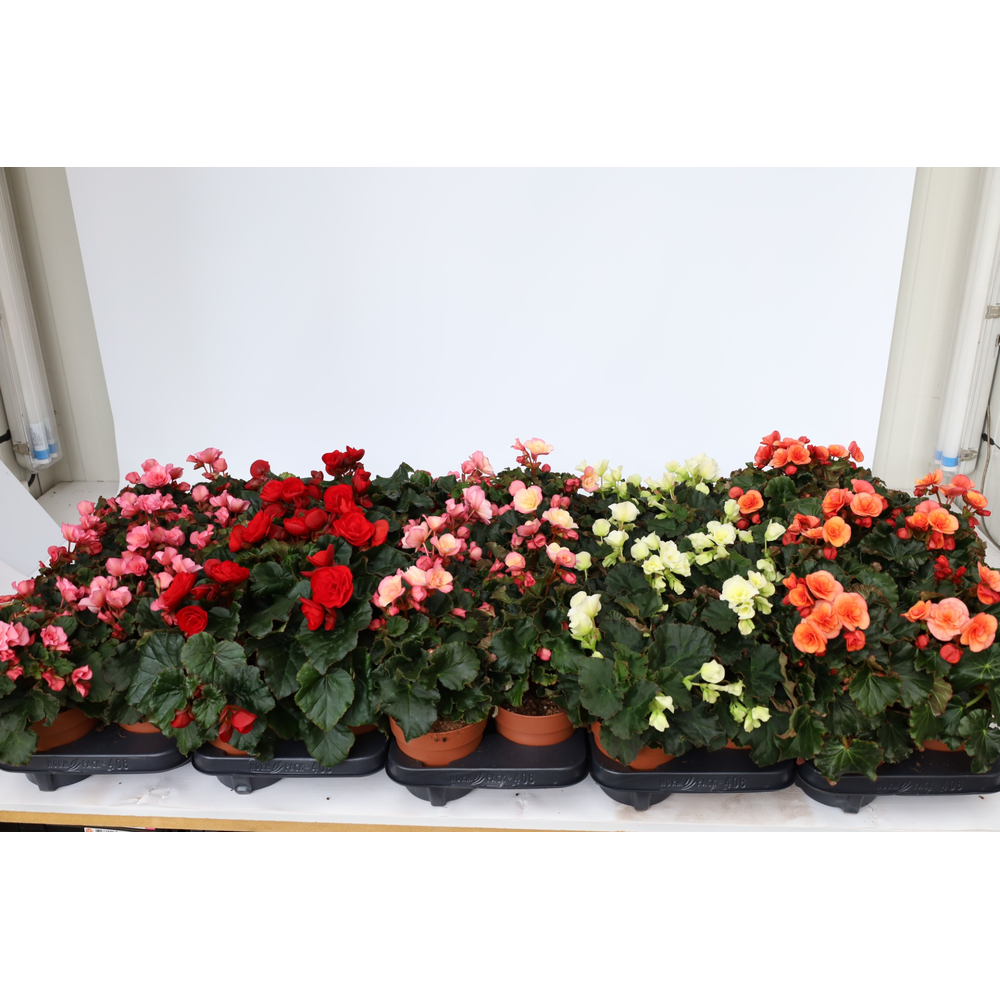 Begonia 'Garden Glory' mixlaag.