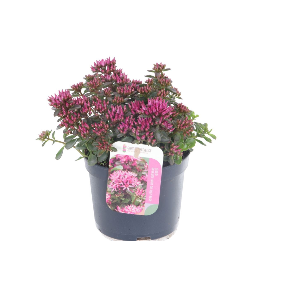 Sedum spurium Spot On Deep Rose.