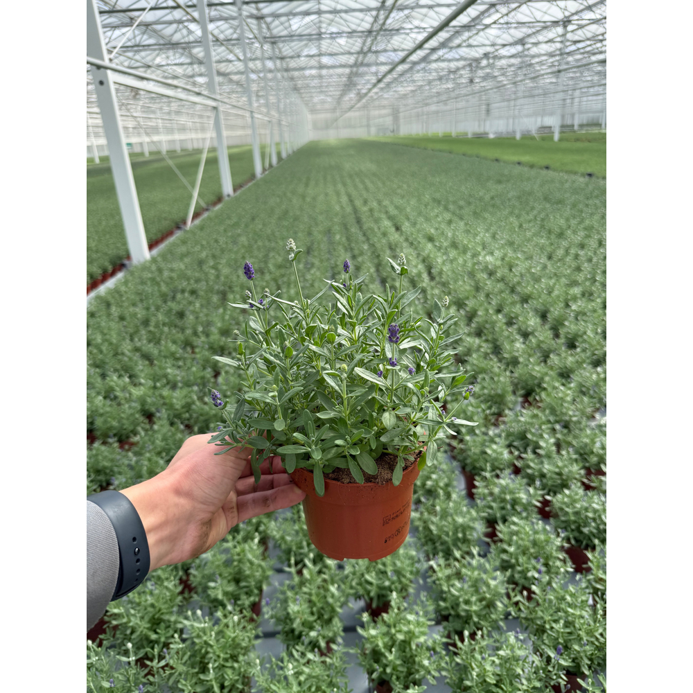 Lavandula duo.