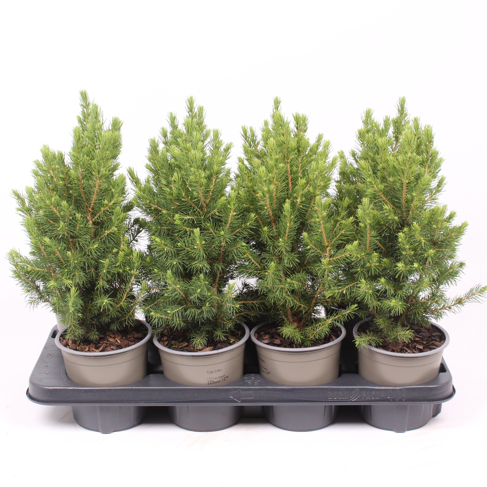 Picea glauca 'Conica'.