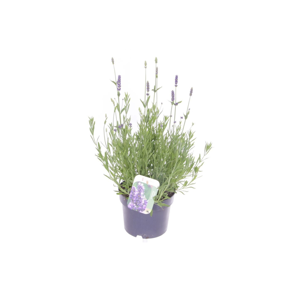 Lavandula Spear Blue.