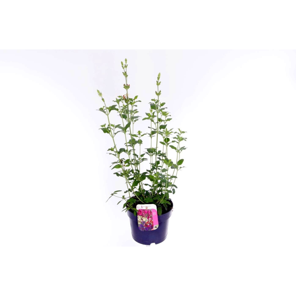Salvia microphylla Salvinio Lemon.