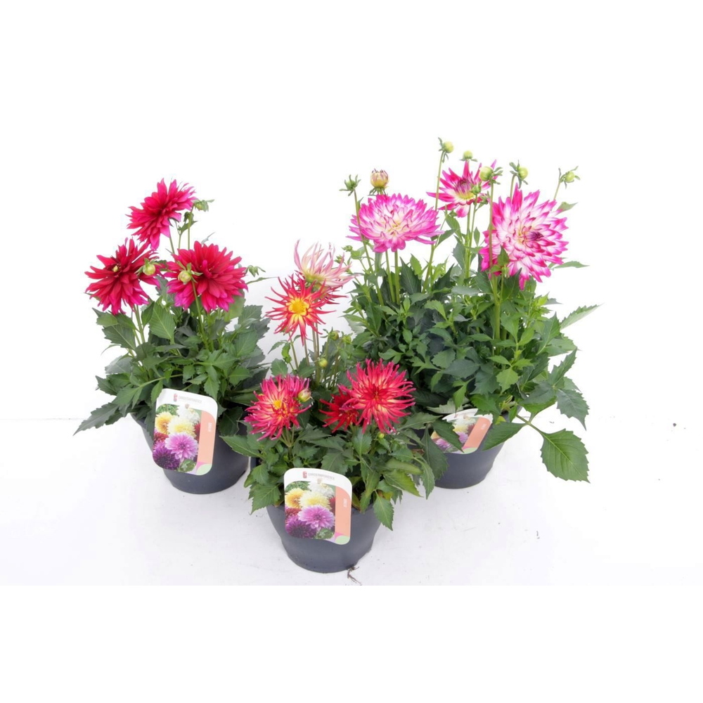 Dahlia Labella Maggiore Mix.