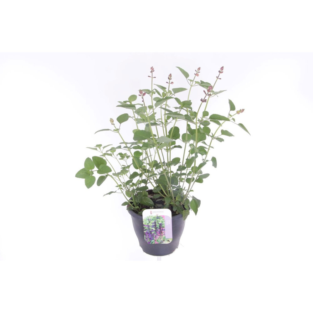 Salvia microphylla Pink Pong.