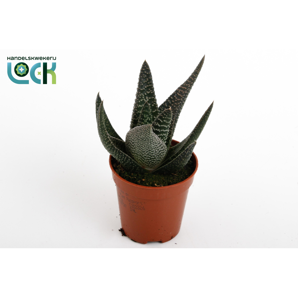 Haworthia Gasworthia 'Royal Highness.