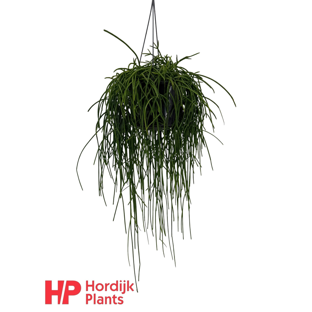 Rhipsalis shaferi.