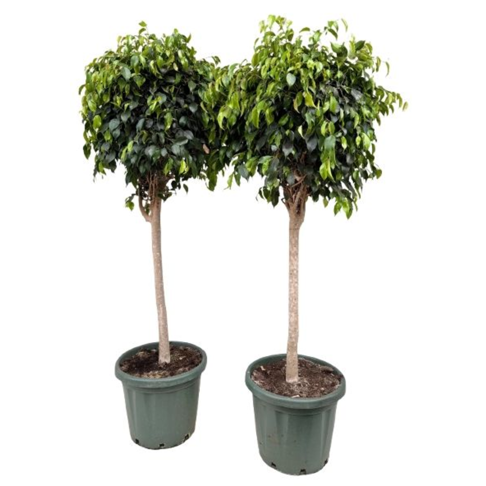 Ficus benjamina danielle P40.