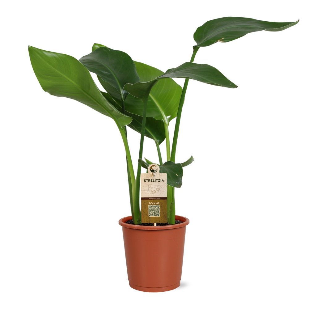 Strelitzia nicolai 2 stek 45-55cm.