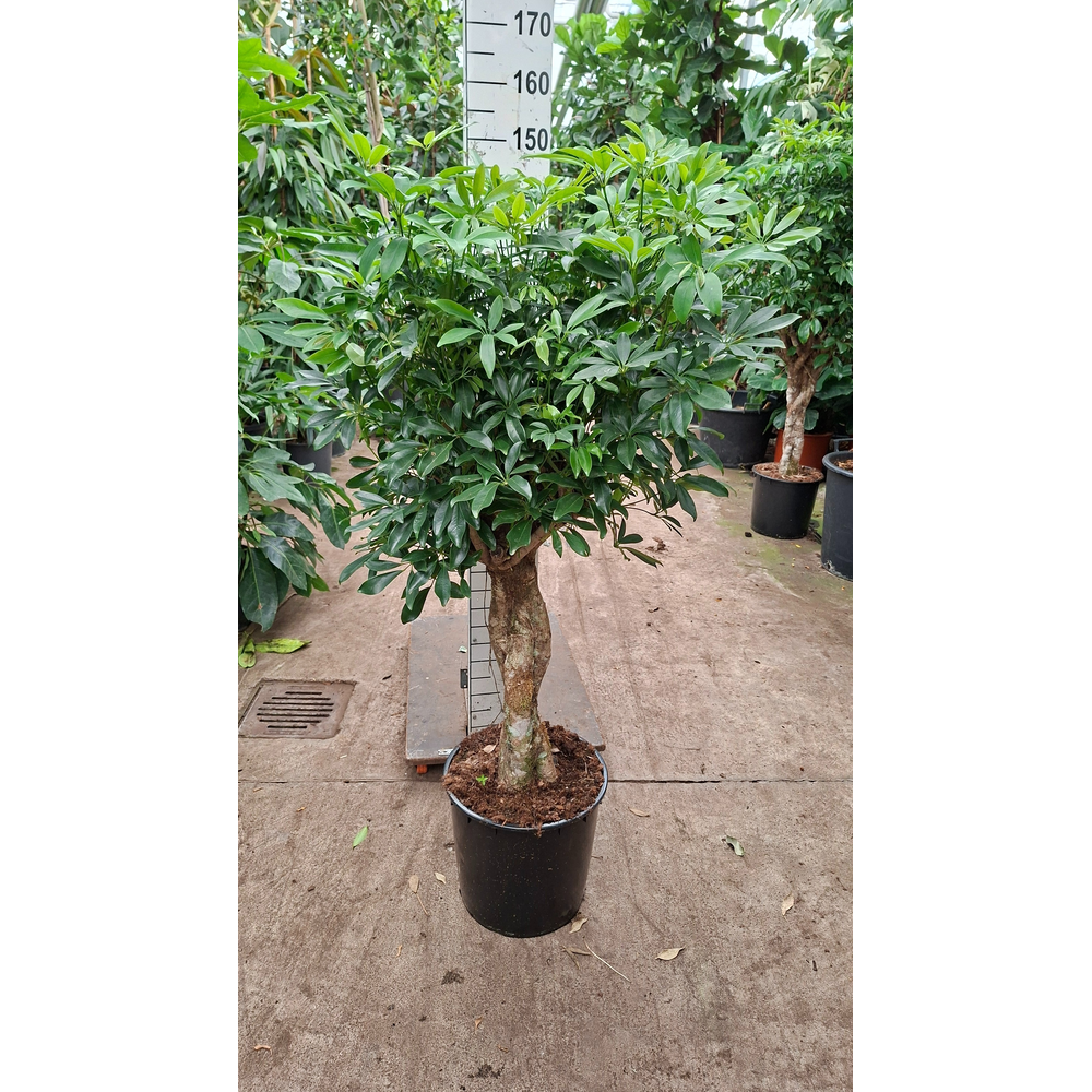 Schefflera Compacta gevlochten stam 150.