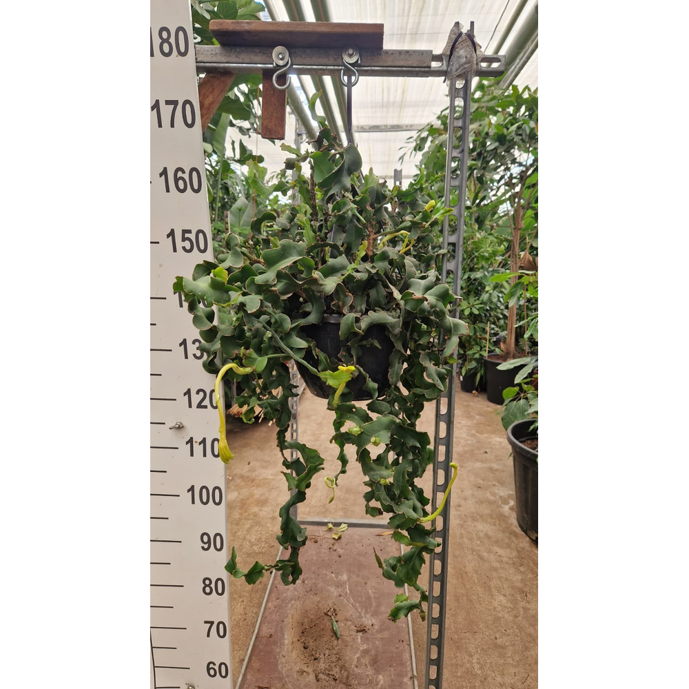 Epiphyllum guatemalense subsp. monstrose hangplant.
