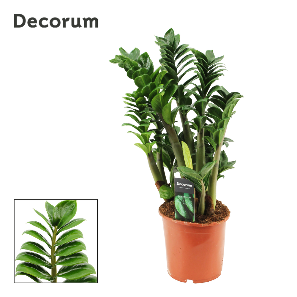 Zamioculcas Zenzi 17 cm, 4+ veren (Decorum).