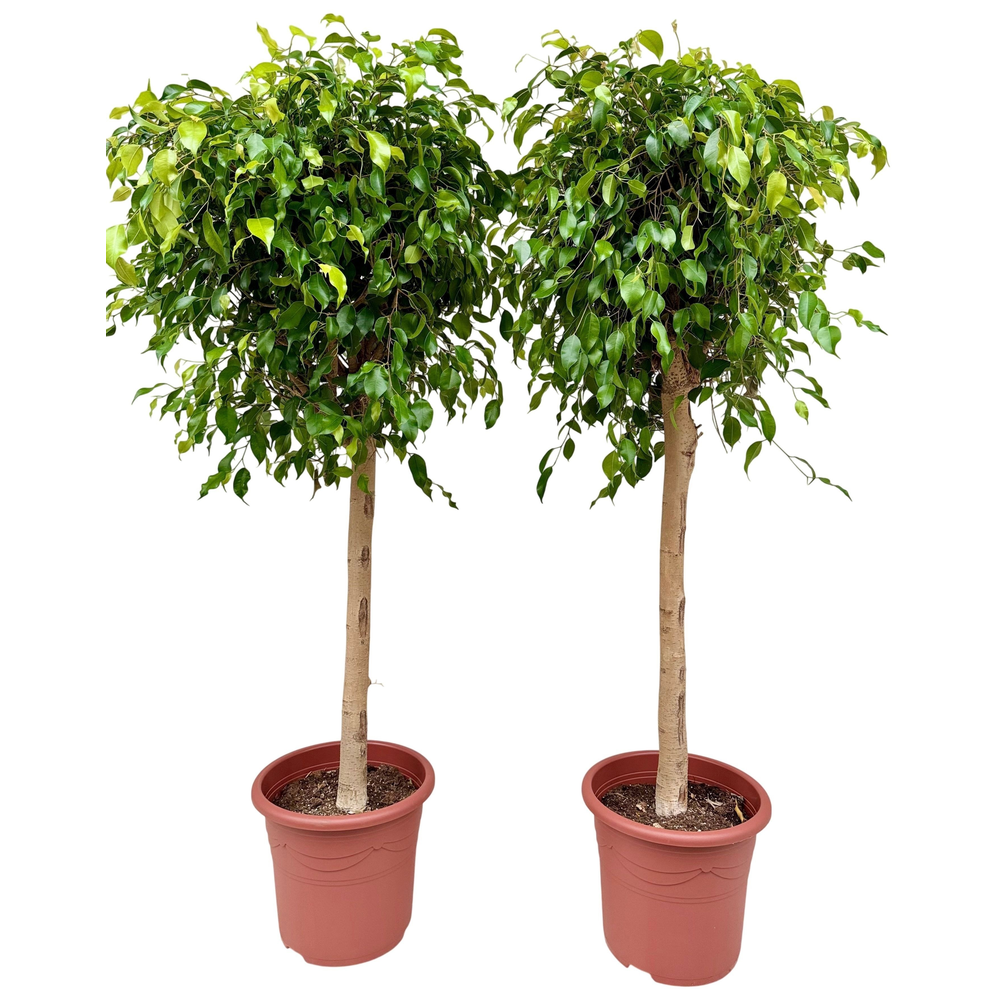 Ficus benjamina danielle P32 stam.