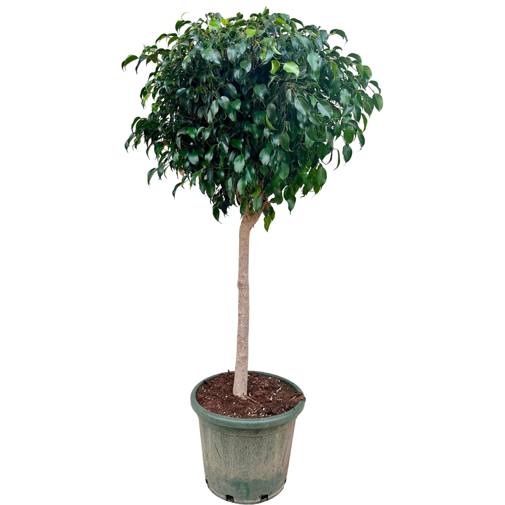 Ficus benjamina danielle P44 stam.