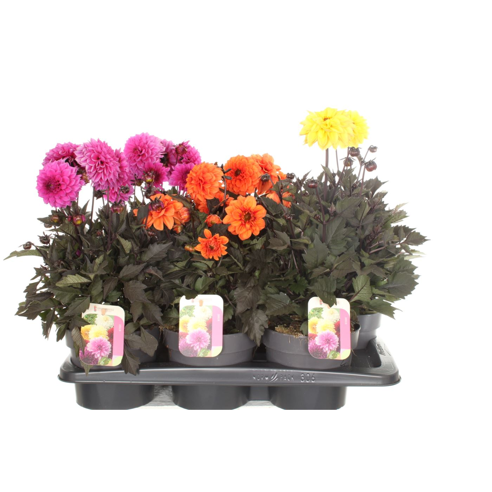 Dahlia Gardenetta mix.