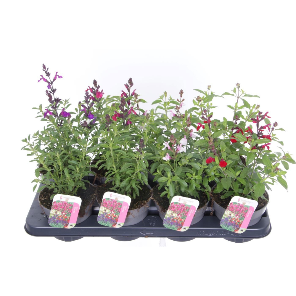 Salvia greggii mix.