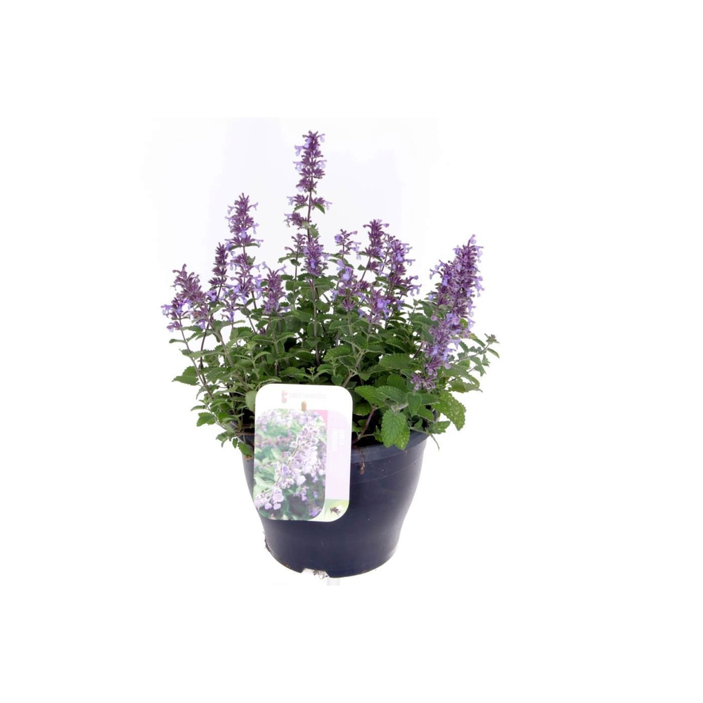 Nepeta (Faassenii Grp) Purrsian Blue.