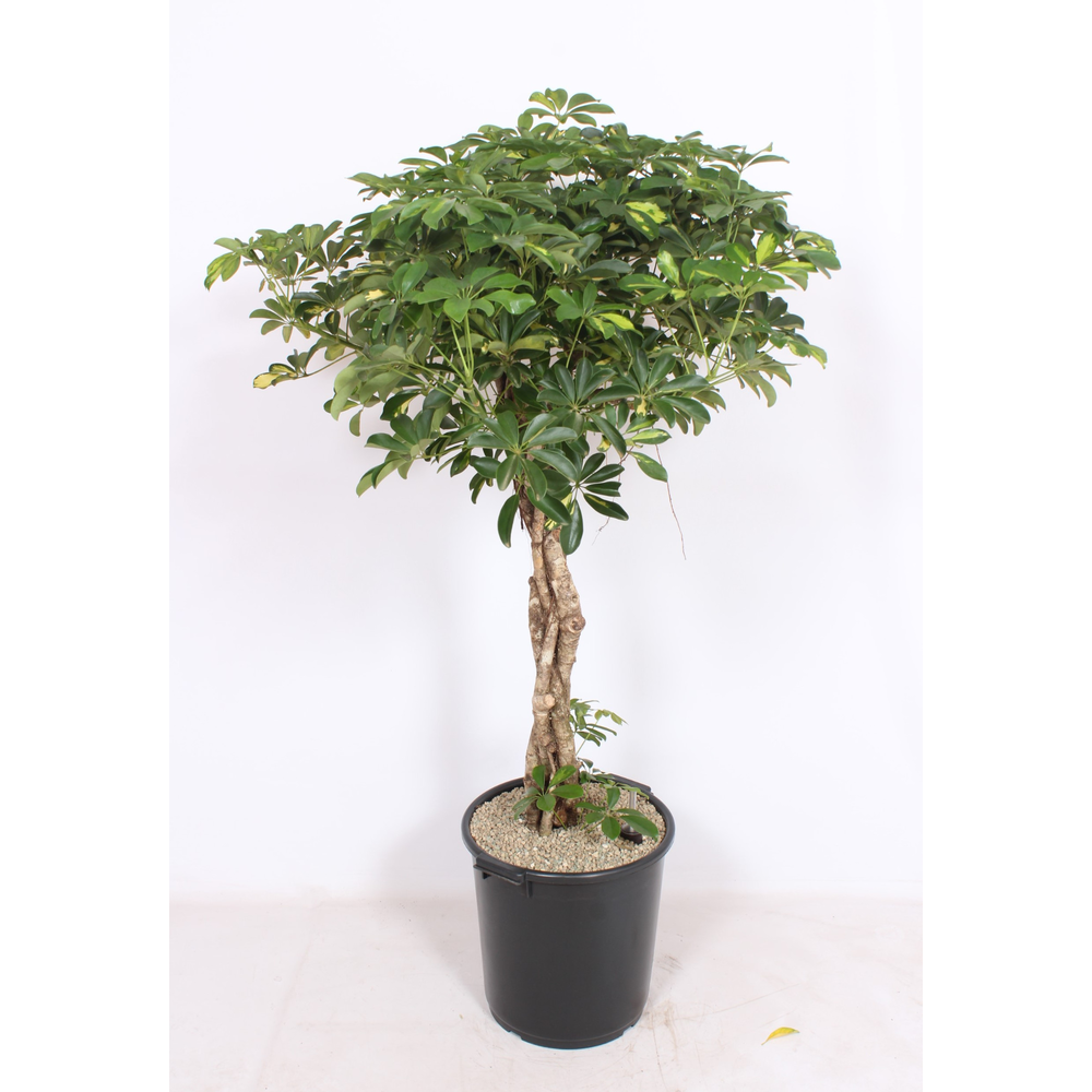 Schefflera arboricola.