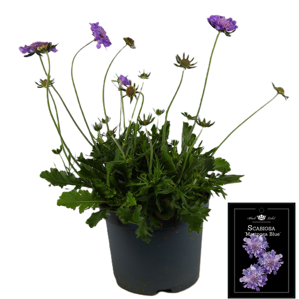 Scabiosa Mariposa P19.
