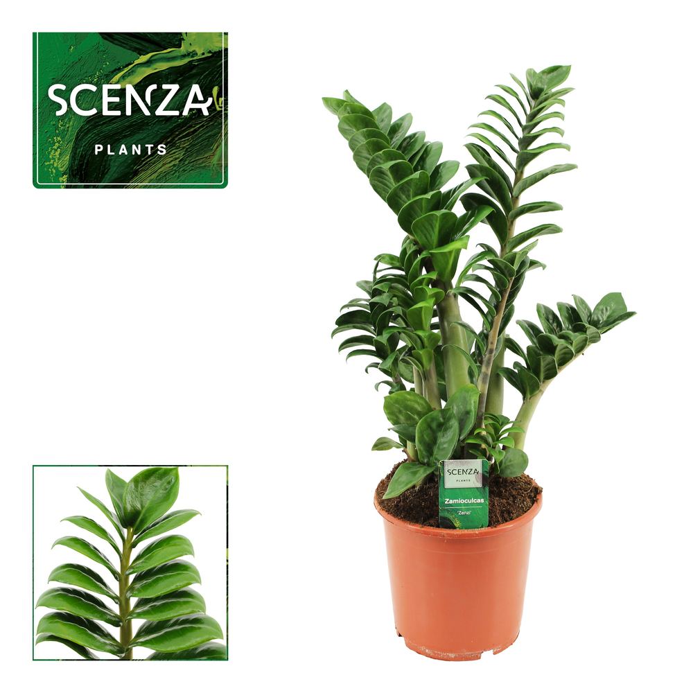 Zamioculcas Zenzi 17 cm, 4+ veren.