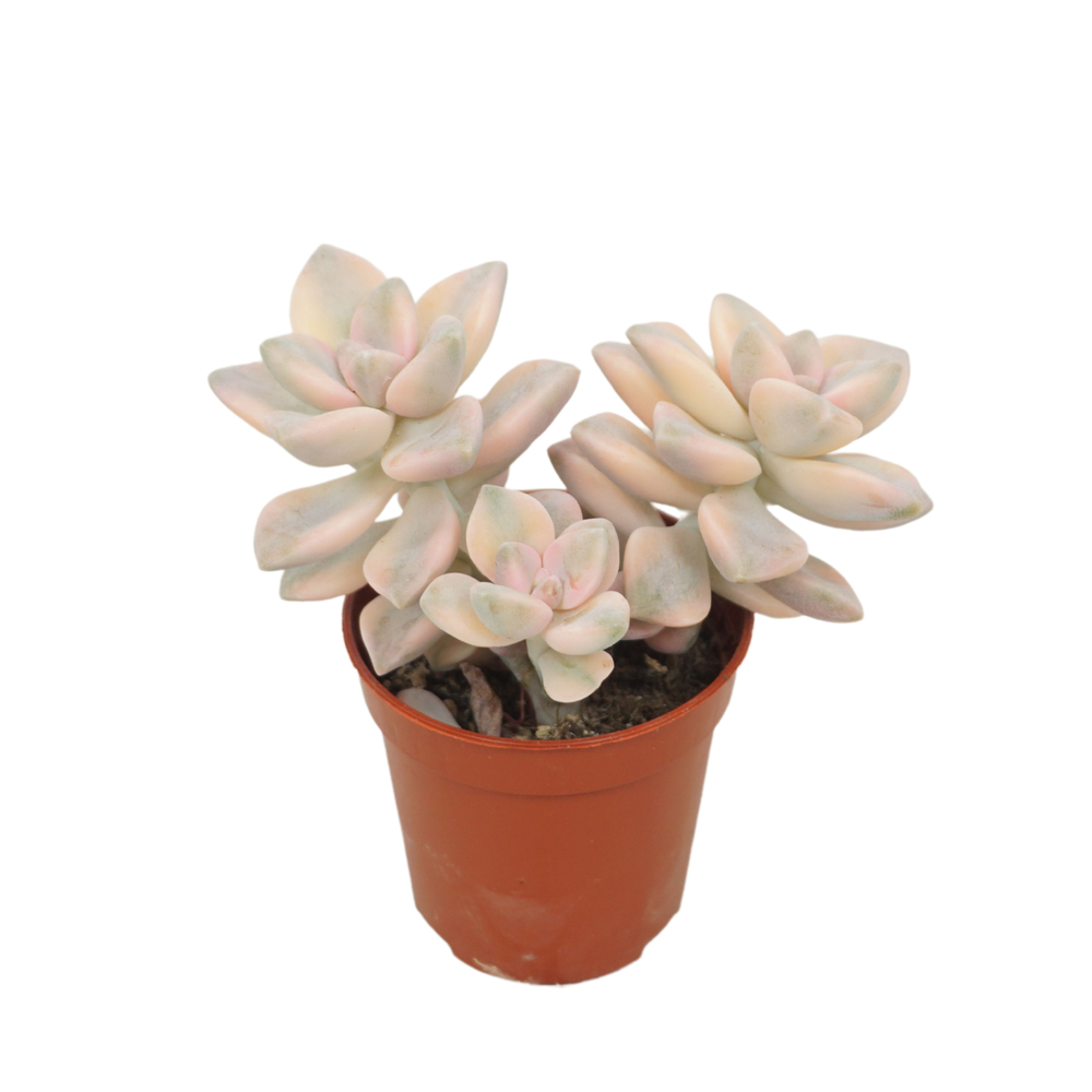 Graptoveria titubans variegata 5,5 cm.