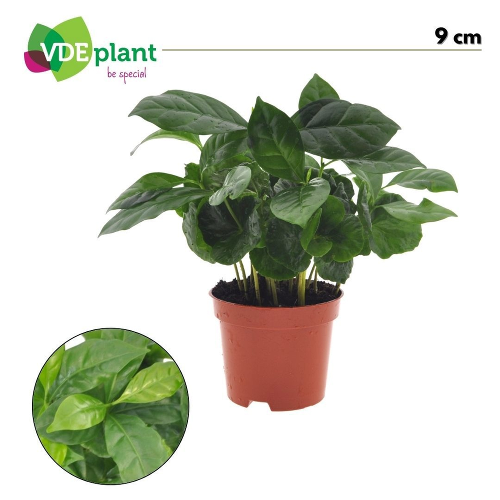 Coffea arabica 9cm.