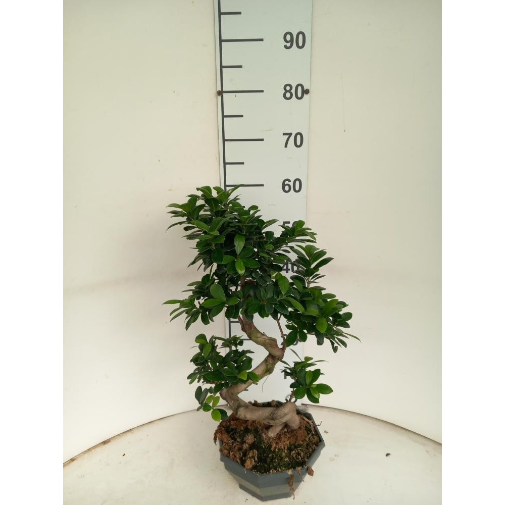 Ficus Ginseng Bonsai S. Type P22 Bowl.
