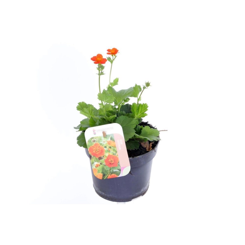 Geum coccineum Tosai.