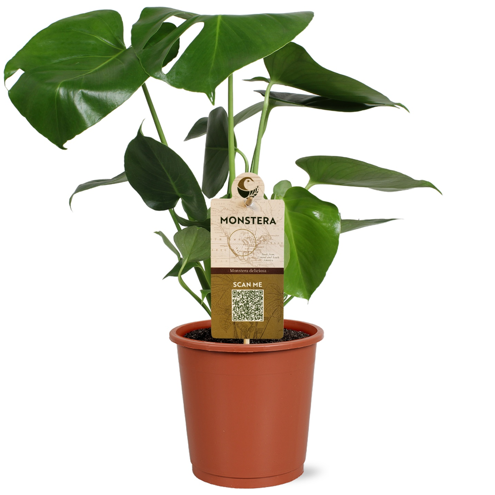 Monstera deliciosa in blanco hoes met etiket.