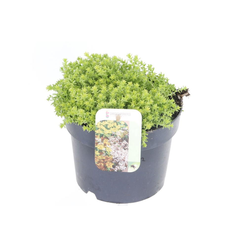 Sedum acre.