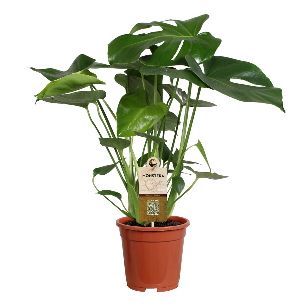 Monstera deliciosa 17cm 60-70cm.