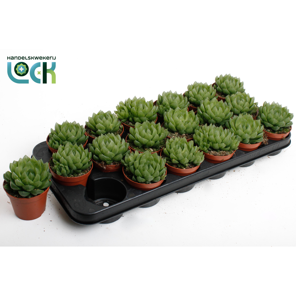 Haworthia Cooperii.