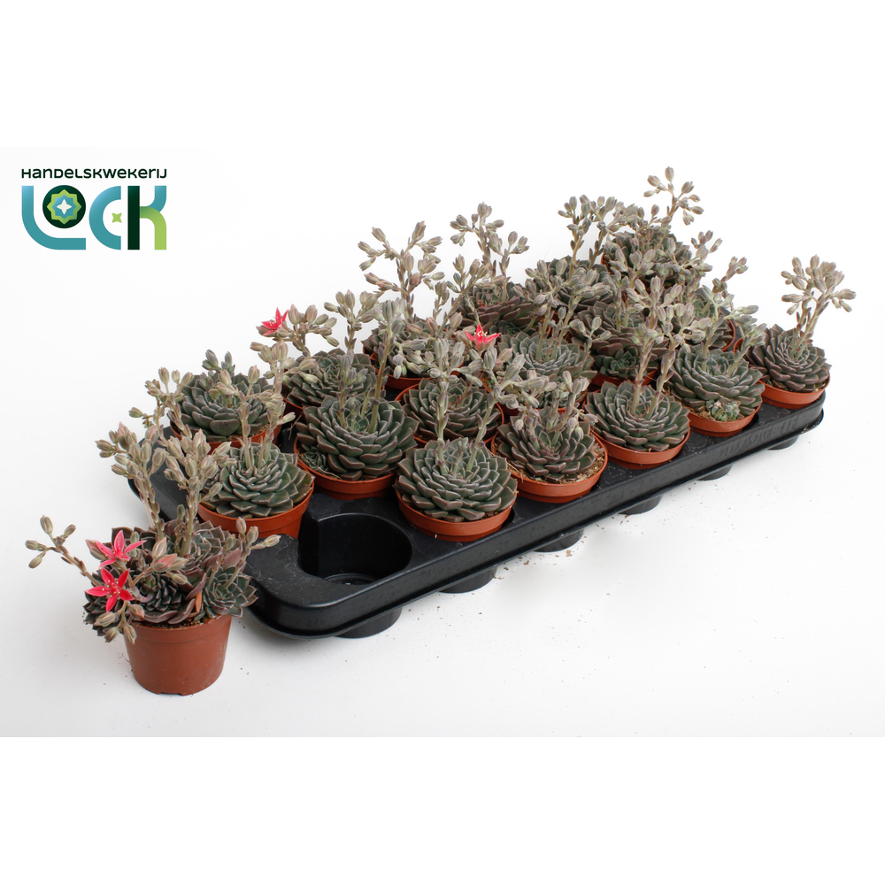 Echeveria Glauca.