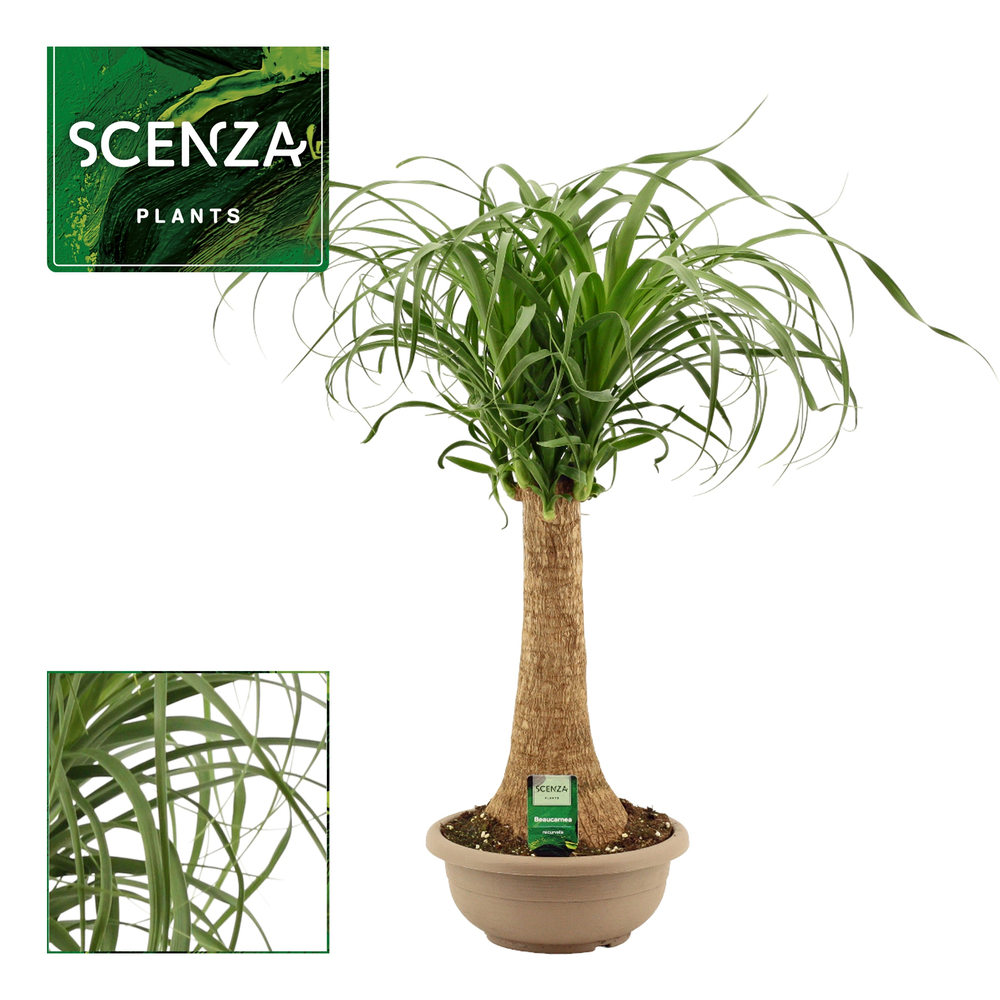 Beaucarnea recht 25 cm schaal.