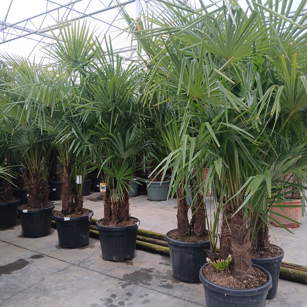 trachycarpus fortunei.