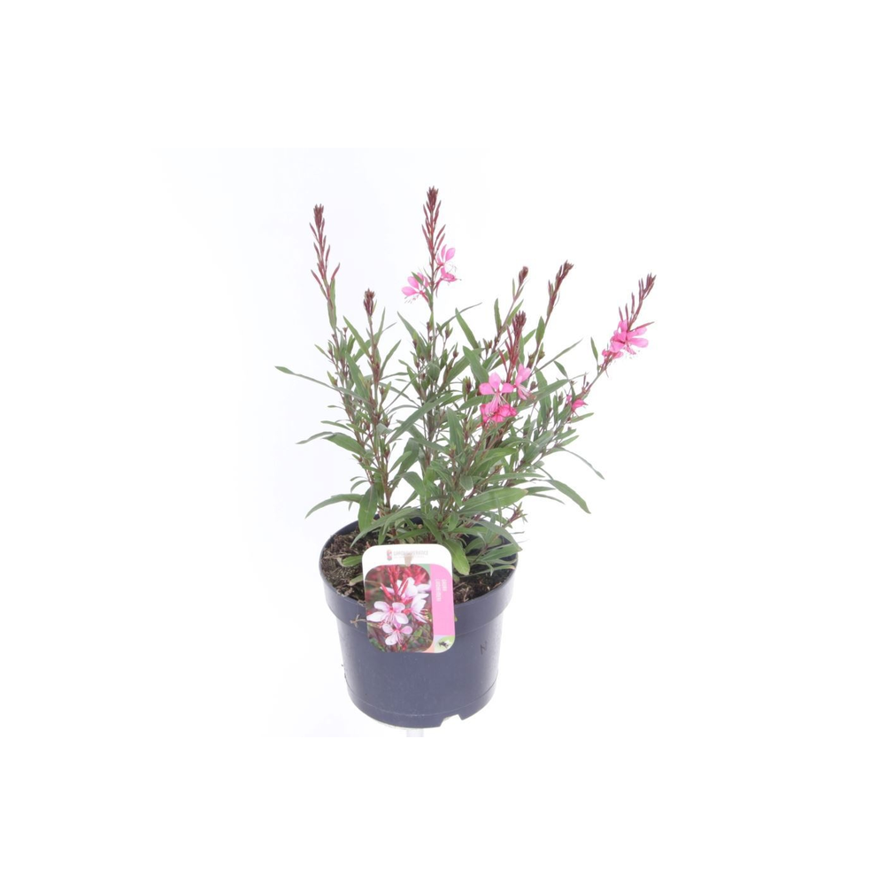 Gaura lindheimeri Steffi Dark Rose Imp..