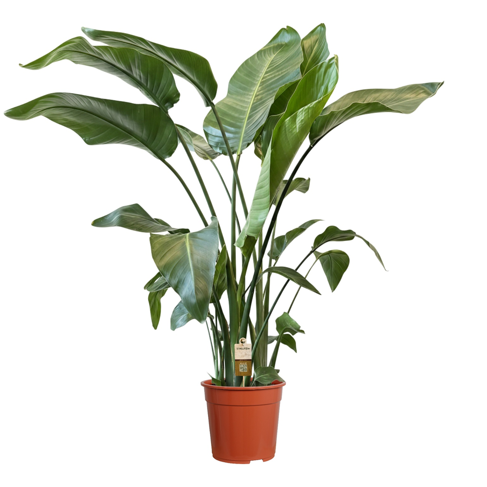 Strelitzia nicolai 4 stek 120-140cm.